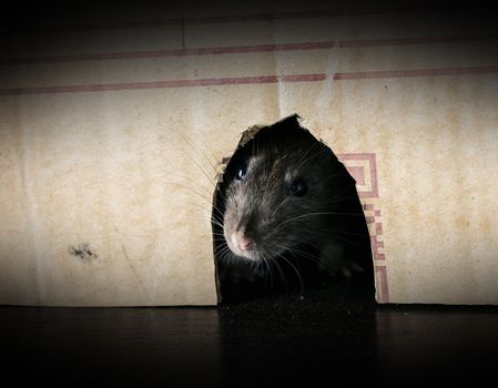 gray rat peeking out of the box close-up