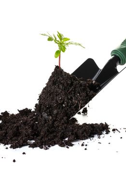 Planting a small plant on pile of soil, white background.
