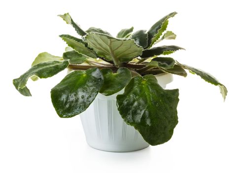 violet in a pot on white isolated background