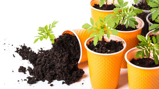 fallen pot with a young plant on a white background