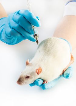 woman in uniform injects syringe to white rat