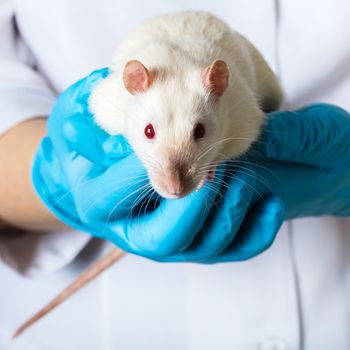 woman in medical gloves holds a white rat