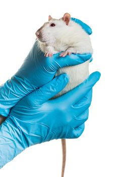 hands in medical gloves hold a rat on white background