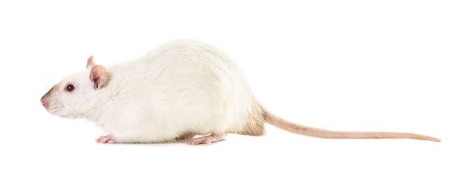 rat with red eyes close-up on a white isolated background