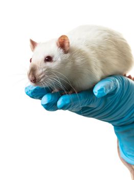 hands in medical gloves hold a rat on white background