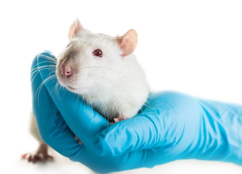 hands in medical gloves hold a rat on white background