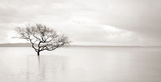 Lone mangrove tree in the still waters of the bay