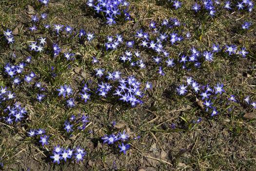 Early spring flowers, in Stockholm, Sweden. Scill bifolia.