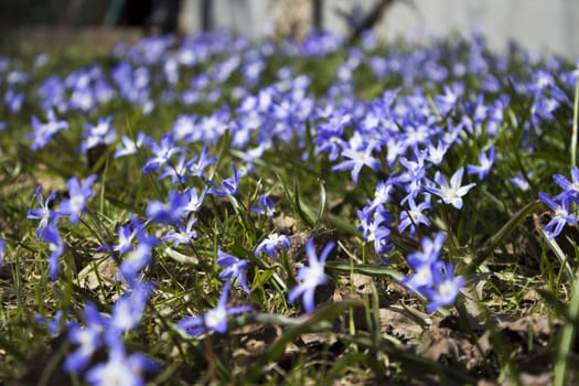 Early spring flowers, in Stockholm, Sweden. Scill bifolia.