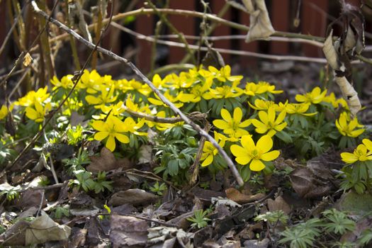 Early spring flowers, in Stockholm, Sweden.