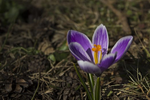 Early spring flowers, in Stockholm, Sweden. Crocus.