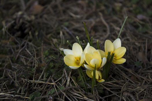 Early spring flowers, in Stockholm, Sweden.