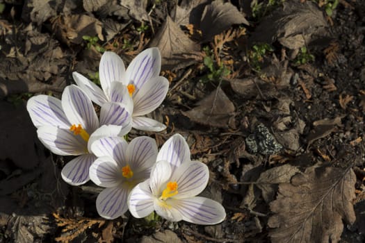 Early spring flowers, in Stockholm, Sweden. Crocus.