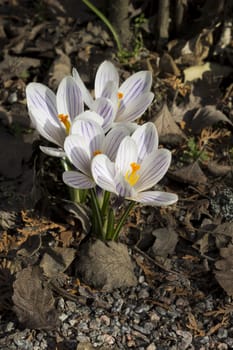 Early spring flowers, in Stockholm, Sweden. Crocus.