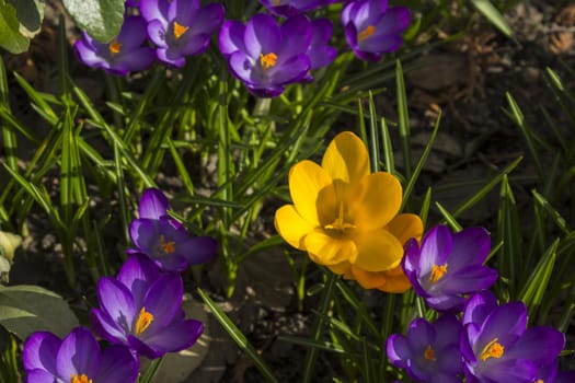 Early spring flowers, in Stockholm, Sweden.