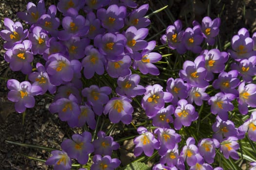 Early spring flowers, in Stockholm, Sweden.