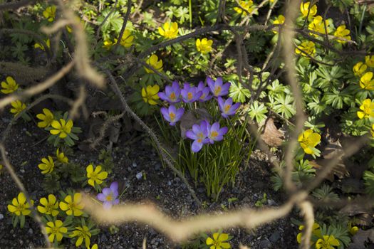 Early spring flowers, in Stockholm, Sweden.