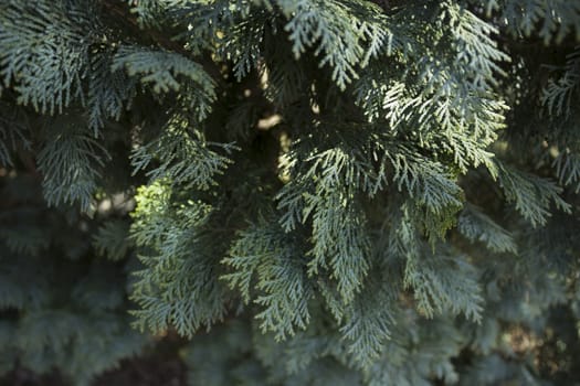 Close up of white cedar bush, almost grey in color. In Sweden.