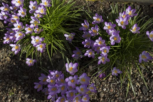 Early spring flowers, in Stockholm, Sweden.