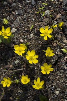 Early spring flowers, in Stockholm, Sweden.