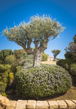 old olive tree in pardens in Porto Cervo on sardinia island