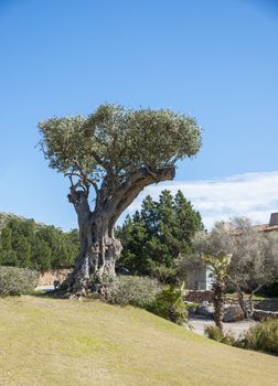 old olive tree in pardens in Porto Cervo on sardinia island