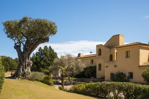 old olive tree in pardens in Porto Cervo on sardinia island