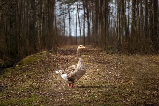 Goose in a clearing on a sunny day in the village