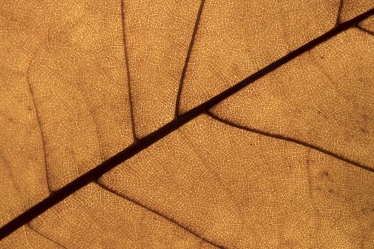 transparency of a brown leaf