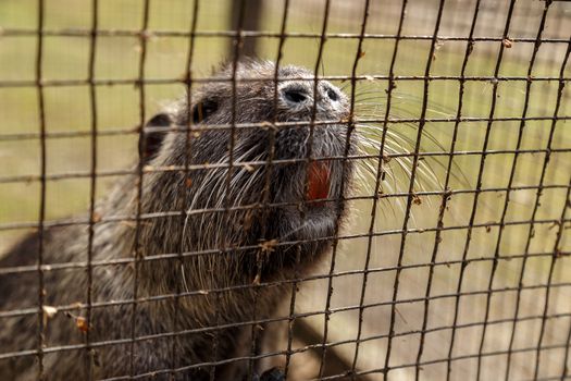 Nutria, muzzle close-up, fragment of nose and teeth