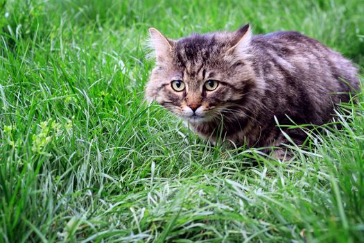 big striped cat or kitten in the grass. hunter. photo