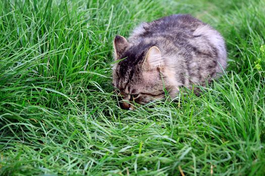 big striped cat or kitten in the grass. food. photo