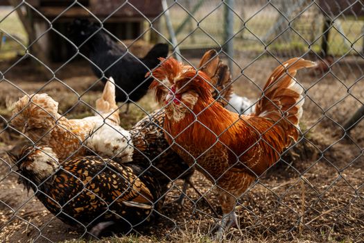 Cockerel with hens in the open-air cage