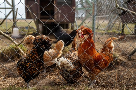 Cockerel with hens in the open-air cage