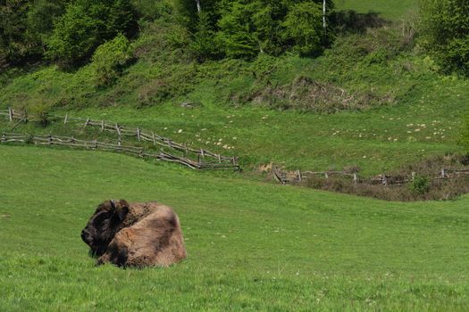 Large adult American buffalo or bison, lying on green prairie grass.