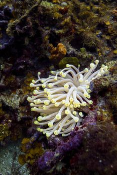 Small condylactis gigantea in rock of a coral reef