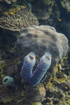 two small barrel sponge growing in a reef