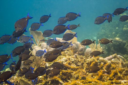 Large school of Acanthurus coeruleus swimming in a reef