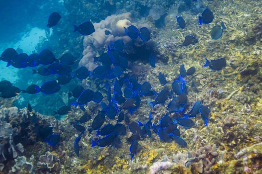 Large school of blue tang fish feeding in a reef