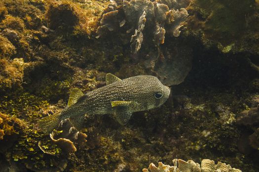 Diodon hystrix swimming in a coral reef