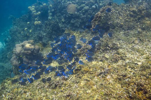 Large school of blue tang fish feeding in a reef