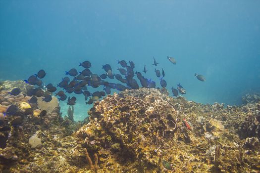 School of blue tang fish swimming pass a coral reef