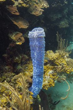 one arm of a callyspongia vafinalis on a reef