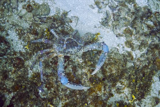 Large blue Channel clinging crab at the bottom of the ocean