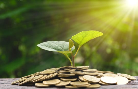 Saving money with stack of coin and green plant for business and accounting concept on nature background.
