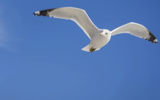 Single Seagull flying in blue clear sky