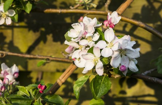 blossom of the elstar apple tree in april in a garden in Holland,The Elstar is a medium-sized apple whose skin is mostly red with yellow showing