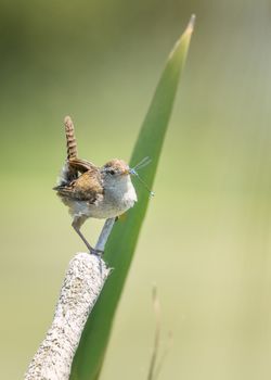 A bird eats a dragonfly for lunch. Color image