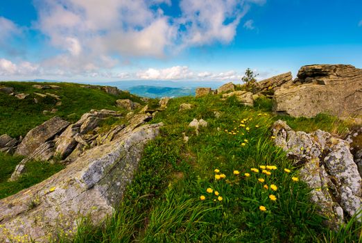 Dandelions among the rocks in Carpathian Alps. Heavy cloud on a blue sky over the mountain peak in the distance.  Vivid summer landscape at sunset.