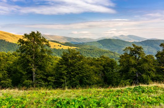 beech forest of the Svydovets mountain ridge. beautiful summer landscape of Carpathians, Ukraine